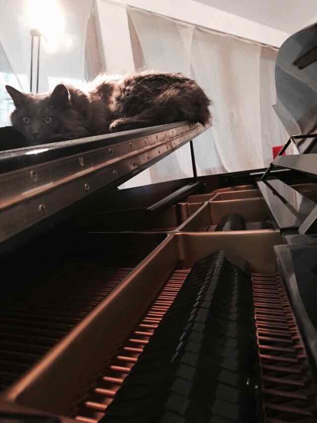 Cat & Pianos ..